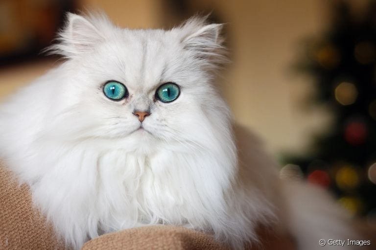 O gato Persa é uma das raças mais populares do mundo