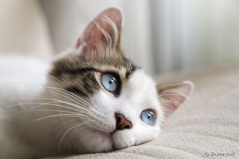 Curiosidades sobre gatos: os felinos são animais cheios de comportamentos peculiares e inusitados!