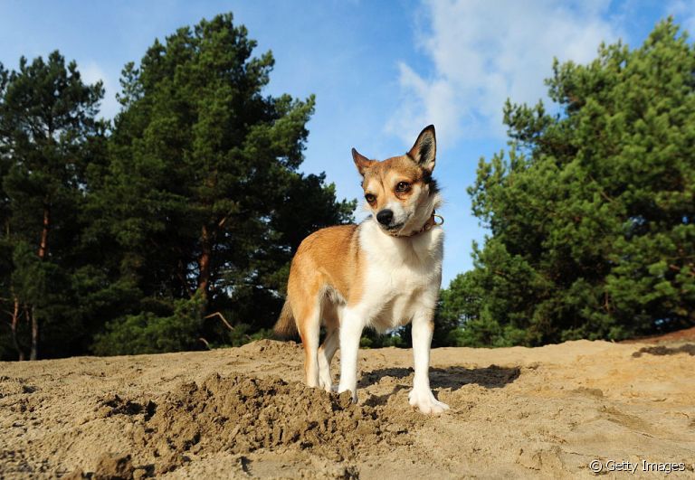 O Norsk Lundehund é uma raça de cachorro com 6 dedos que já foi quase extinta. Saiba mais!