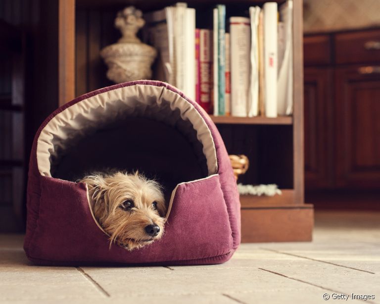 A cama para cachorro é a melhor forma de acomodar o seu amigo na hora do sono