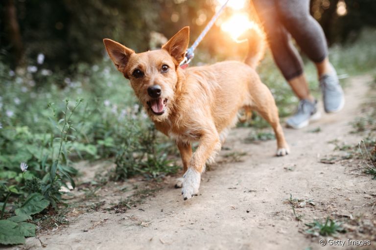Uma rotina de atividades físicas e passeio garante ao seu cão mais qualidade de vida