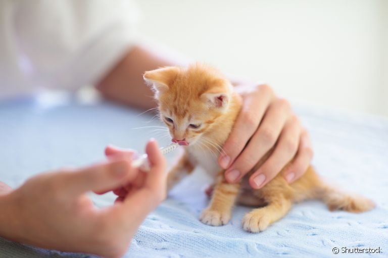 Pode dar dipirona para gato? Saiba se esse medicamento comum entre humanos também serve para os bichanos