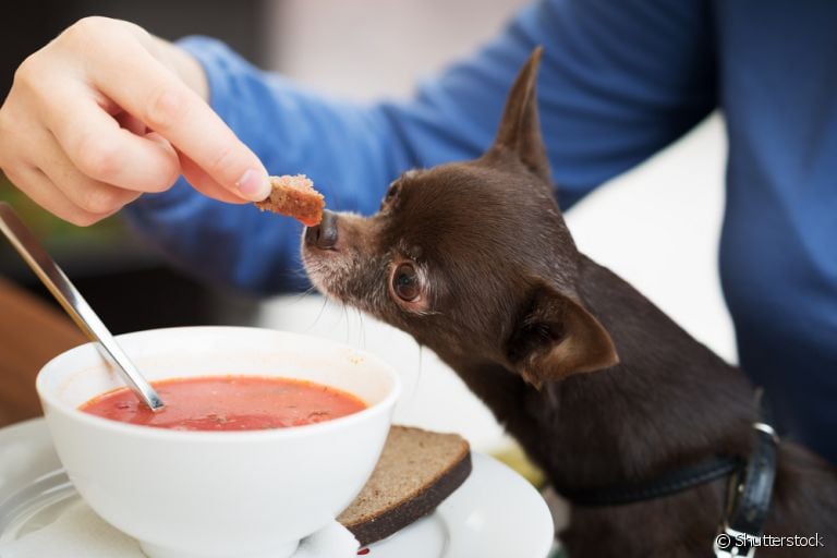 No caso de um cachorro doente, a sopa pode ser uma boa opção de alimento
