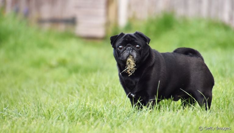 Já se perguntou por que cachorro come terra? Desvendamos esse mistério a seguir!