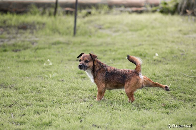 Entenda esse comportmento canino muito comum entre os cachorros machos