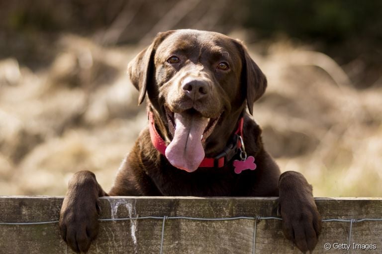 Raças de cachorro como o Labrador estão mais propensas a desenvolver a displasia coxofemoral em cães 
