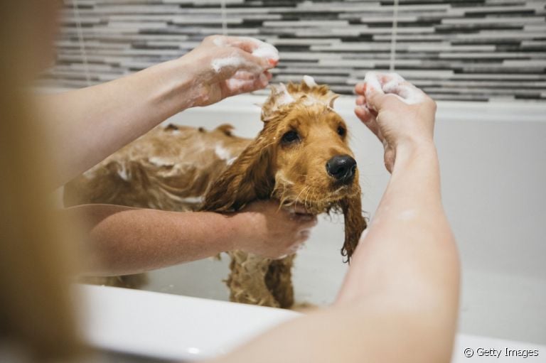 O shampoo para cachorro ideal deve ser de acordo com a raça, idade e condições de saúde do animal