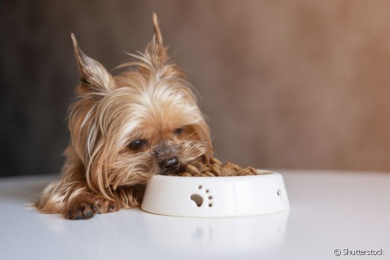 Ração para Yorkshire, Shih Tzu e Pitbull: qual a diferença do alimento específico para essas raças?