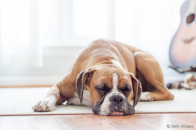 Cachorro dormindo: tutor deve prestar atenção na quantidade de horas que o animal dorme por dia