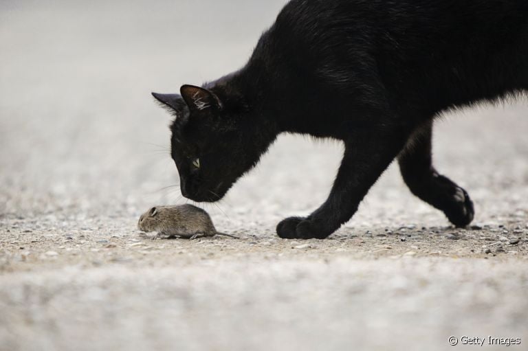 Ao ver gato comendo rato, barata e outros bichos, é importante acabar com esse hábito