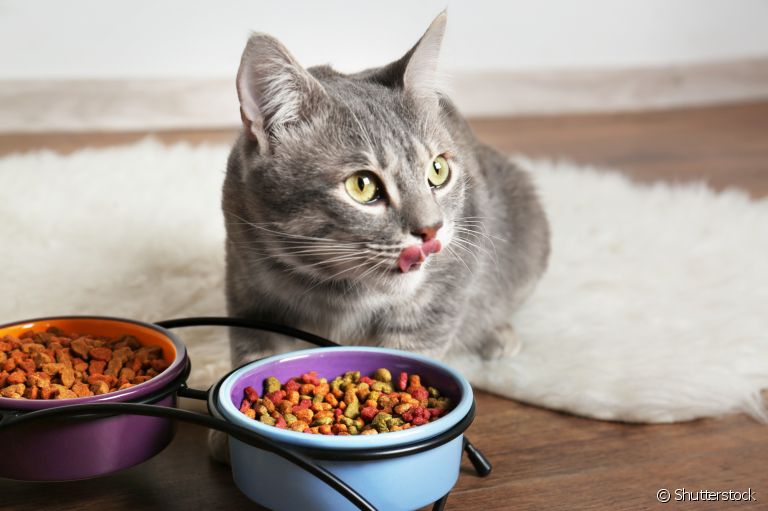 Sistema digestivo: gato precisa de cuidados para não desenvolver problemas estomacais
