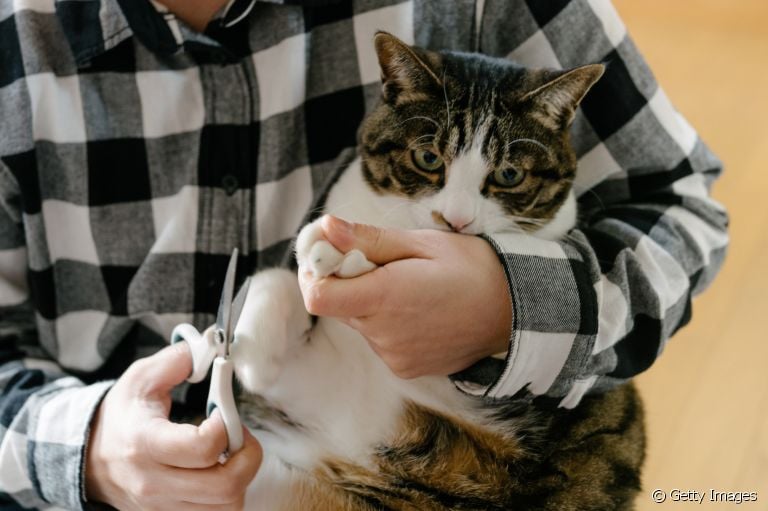 Gato arranhando? Cortar a unha de gato é uma das melhores formas de evitar isso. Veja outras dicas!