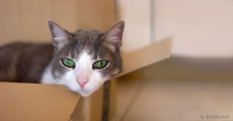 Você pode utilizar o papelão para fazer uma casa de gato para seu felino. Veja o passo a passo para aprender a fazer!