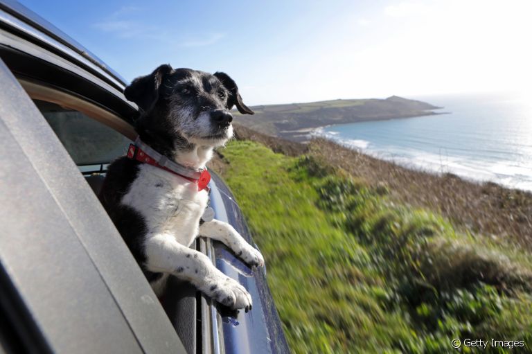 Vai viajar com cachorro? Saiba todos os cuidados que são necessários antes e durante