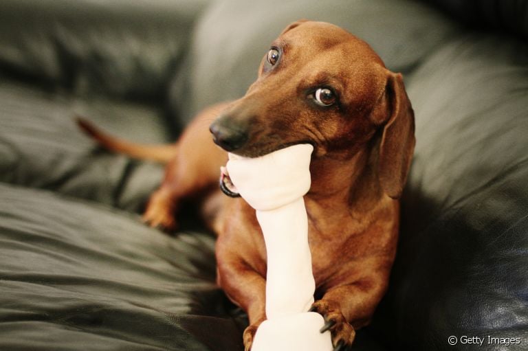Veja 10 características curiosas sobre o cachorro salsicha