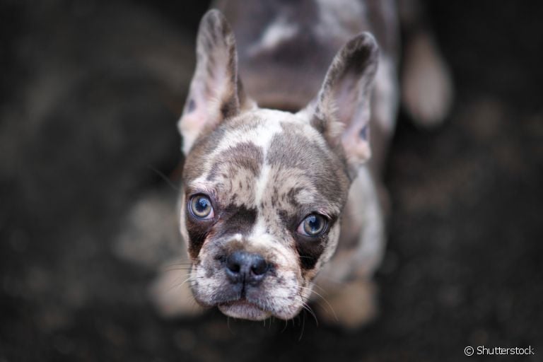 Conheça algumas curiosidades sobre o cachorro merle