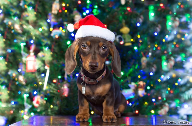 Cachorro de presente de Natal pode não ser uma boa ideia. Entenda o motivo!