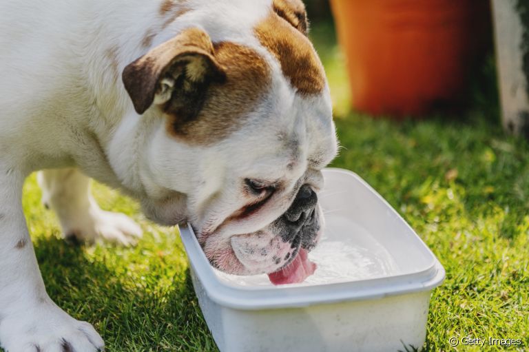 Cachorro bebendo muita água pode indicar problema no sistema urinário? Descubra essa e outras curiosidades