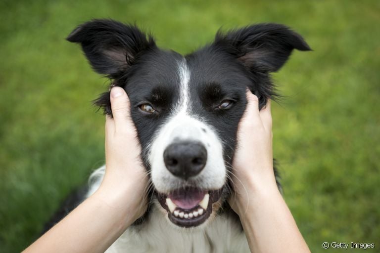Os cães podem manifestar diversas emoções que são comuns aos humanos