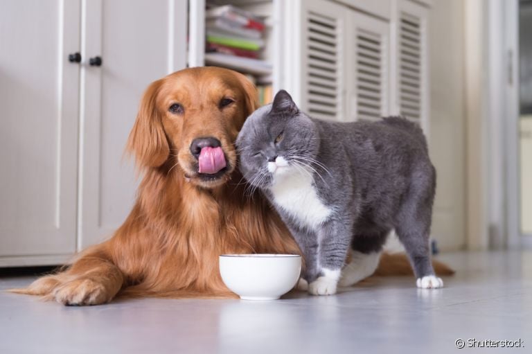 A alimentação do cachorro e gato é bastante diferente. Saiba como funciona o paladar de cada um!