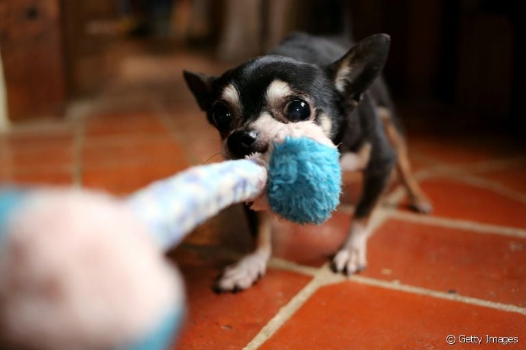 Cabo de guerra: cachorro adora e pode ter diferentes experiências com a brincadeira