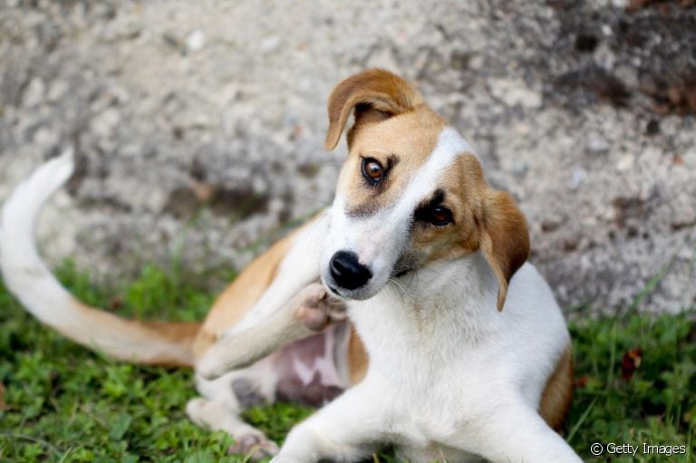 Alergia em cachorro: saiba mais sobre a dermatite de contato