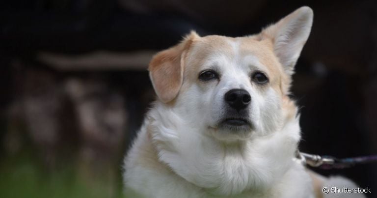 Cachorro com orelha caída pode ser motivo de preocupação. Veja o por quê