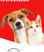Cachorro e gato juntos: veja em infográfico como melhorar a relação entre as duas espécies!