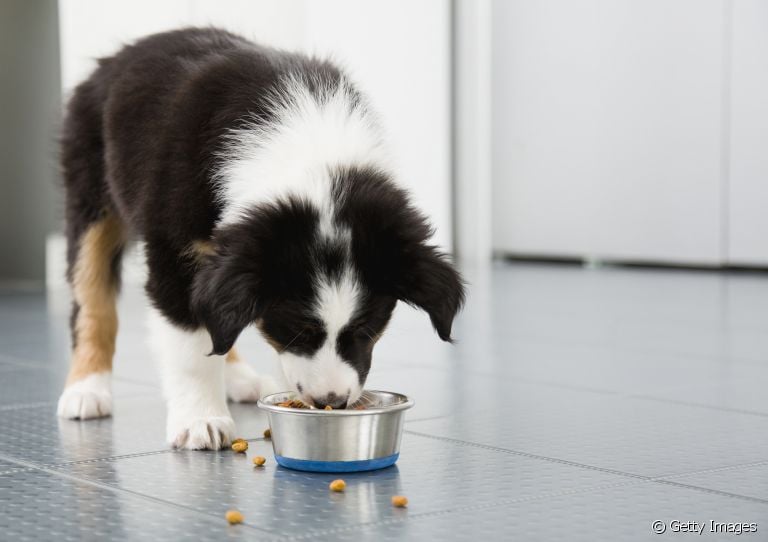 A alimentação do cachorro é fundamental para manter a saúde do seu pet. Saiba o motivo!
