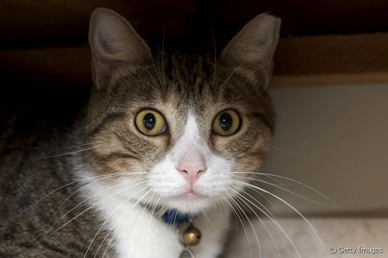 Gato assustado por causa dos fogos? Veja como deixar o seu amigo mais tranquilo nessas ocasiões