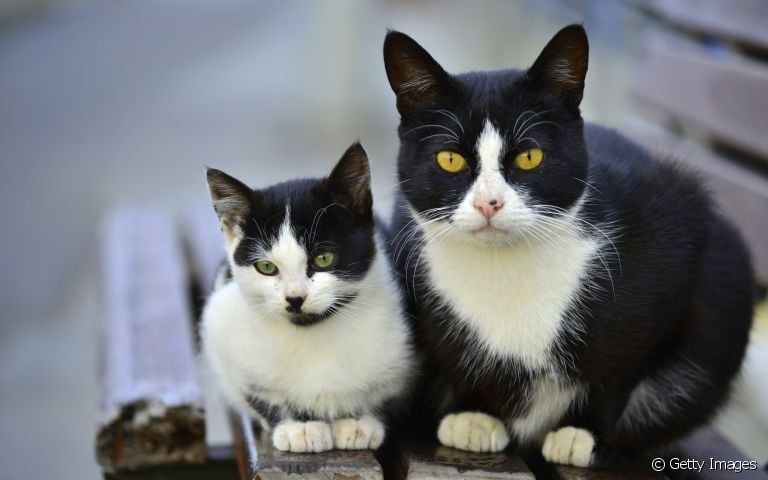 Não sabe como apresentar gato filhote a um gato adulto? Confira algumas dicas!
