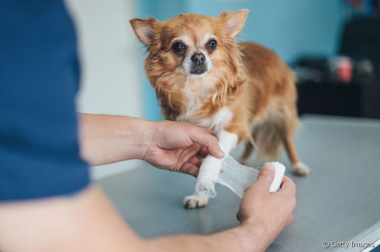 Veja algumas dicas de como tratar ferida de cachorro a seguir 