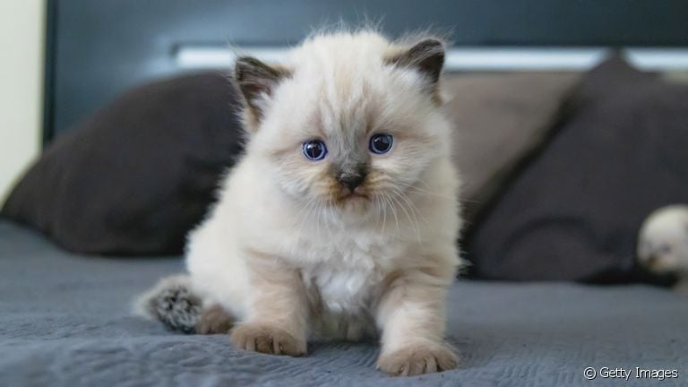 Gatos filhotes: saiba como cuidar de felinos recém-nascidos que estão sem a mãe