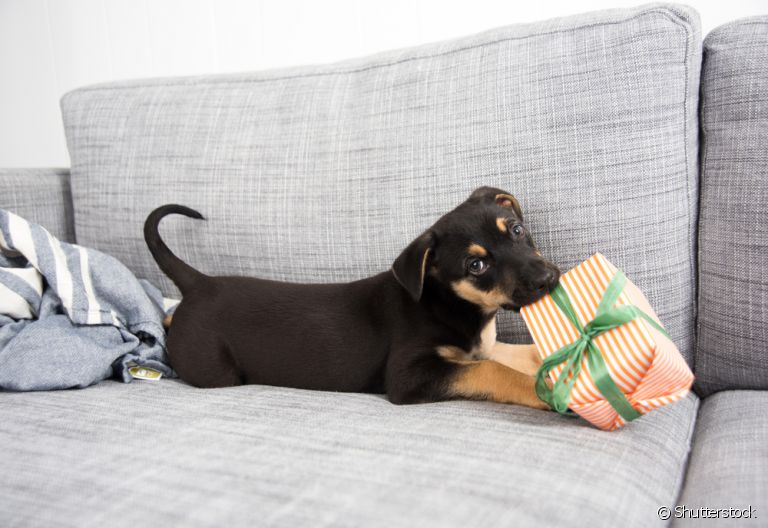 Veja opções de presente para cachorro que seu pet irá amar