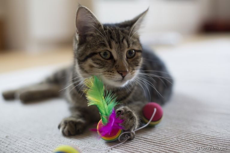 Brincadeiras para gatos: confira algumas opções divertidas para fazer seu pet se exercitar em casa