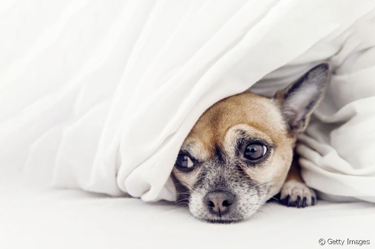 O cachorro com dor de estômago pode apresentar sintomas como letargia e prostração