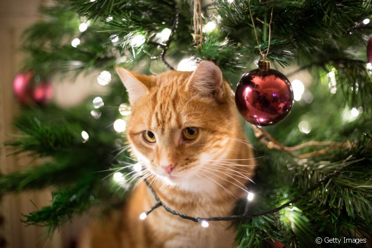 Gatos e árvores de Natal: saiba como proteger os enfeites e o seu amigo de quatro patas