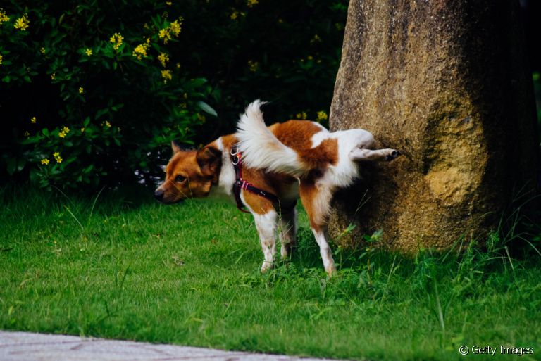 Xixi de cachorro: você sabe identificar quando seu pet quer ir ao banheiro? Veja algumas dicas!