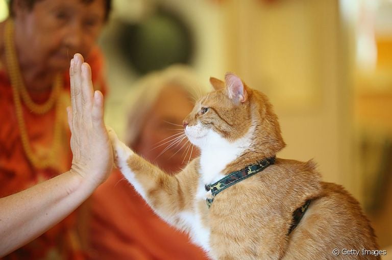  Saiba sobre a domesticação dos gatos e como o instinto selvagem ainda influencia o comportamento felino 
