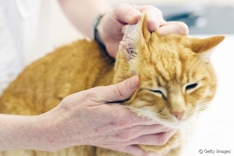 Limpar orelha de gato é fundamental para o bem-estar e saúde do seu pet