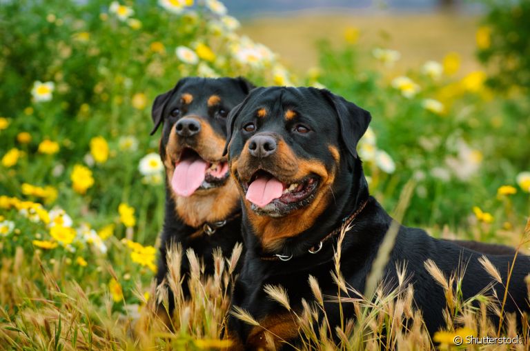 A raça de cachorro Rottweiler já foi conseiderada a mais obediente do mundo