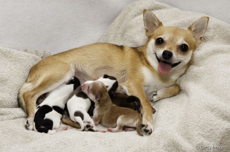 Saiba o tempo certo de separar a ninhada de cachorro da mãe