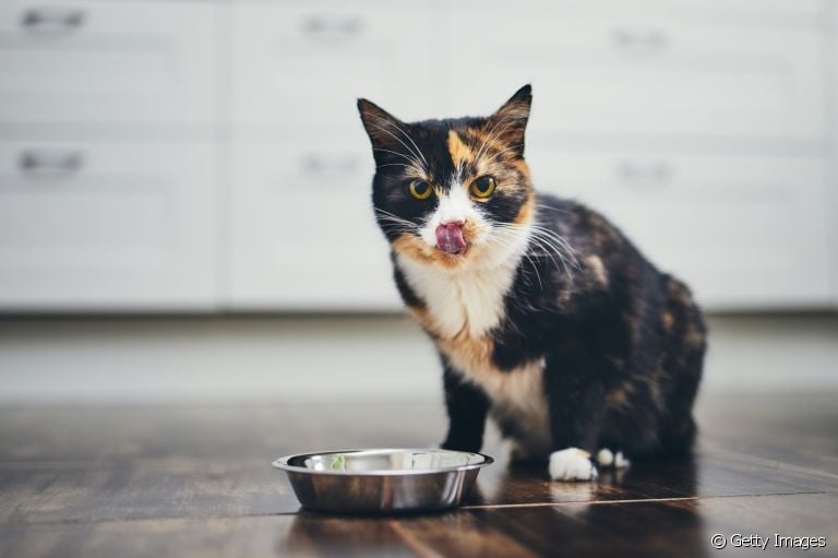 Gato não quer comer por causa do calor? Saiba como lidar com isso!