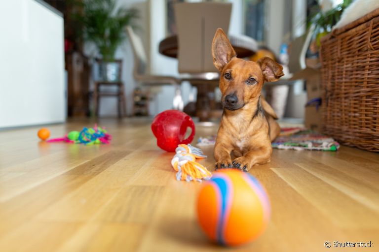 Conheça alguns brinquedos para cachorro ideias para certas perosnalidades caninas