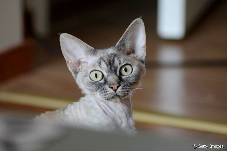 Gatos hipoalergênicos: veja algumas raças indicadas para quem tem alergia a gato