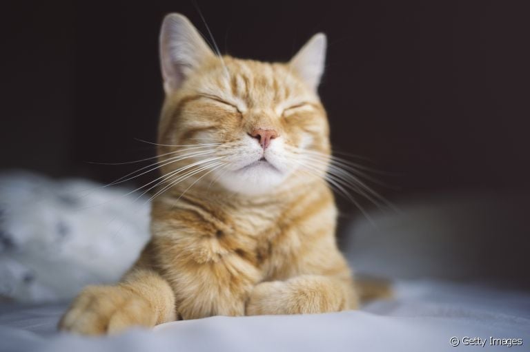 O feromônio para gato pode ser usado em diferentes ocasiões. Saiba como funciona o produto!