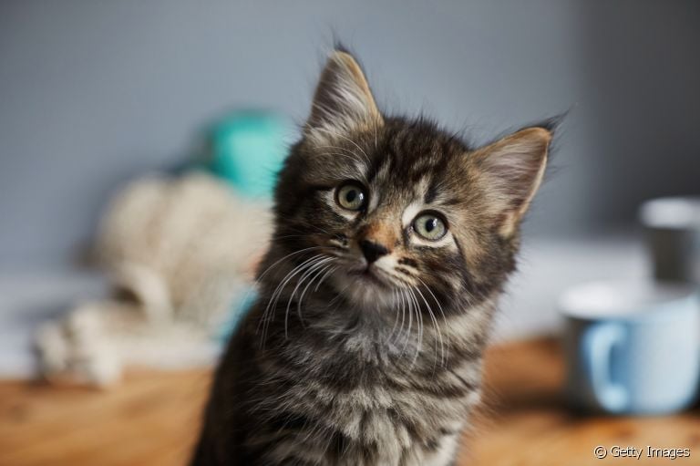 Gato com gases: saiba o que fazer para evitar essa situação