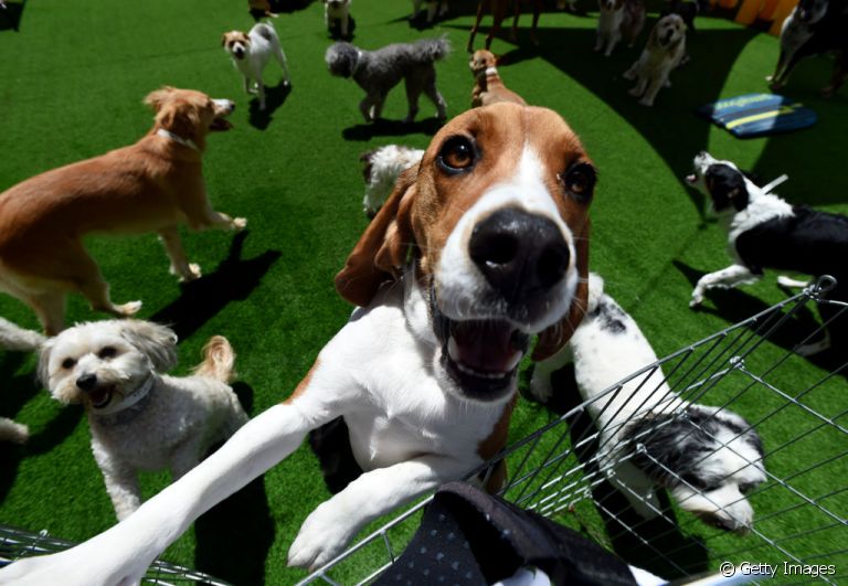 O hotel para cachorro é uma ótima alternativa para quem precisa viajar e não pode levar o pet