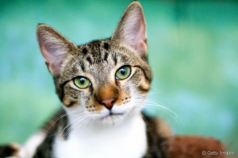 A icterícia em gatos geralmente está associada a outras doenças. Saiba mais sobre o problema!
