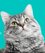 Infográfico mostra quais os benefícios de ter um gato por perto